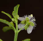 Licorice weed